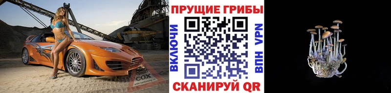 Псилоцибиновые грибы Psilocybine cubensis  Пустошка 